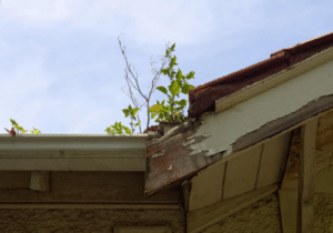 dry rot roof repairs