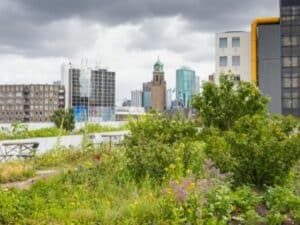 How to Begin Planning for a Green Roof Installation in Maryland