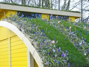 What is a green roof